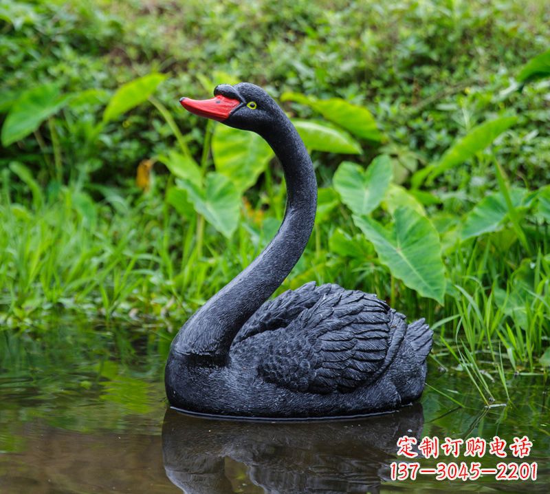 南阳黑天鹅婉约鱼尾,完美呈现园林水塘水景
